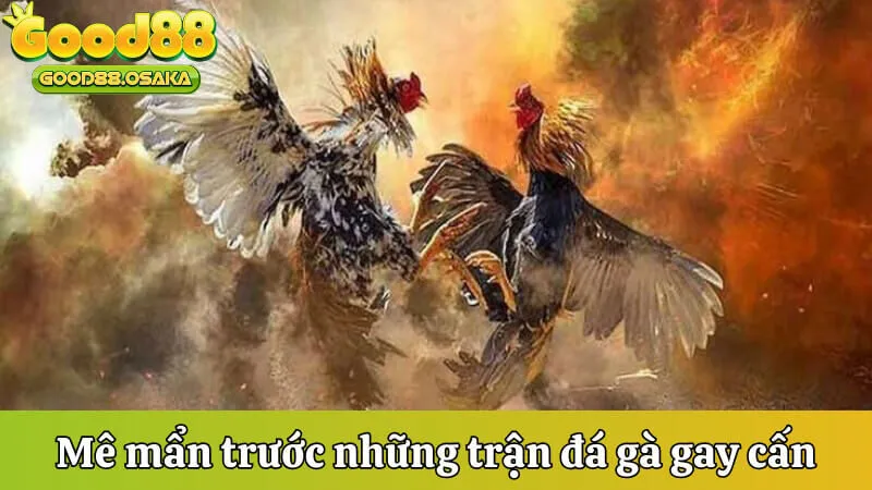 me-man-truoc-nhung-tran-da-ga-kich-tinh-tai-good88